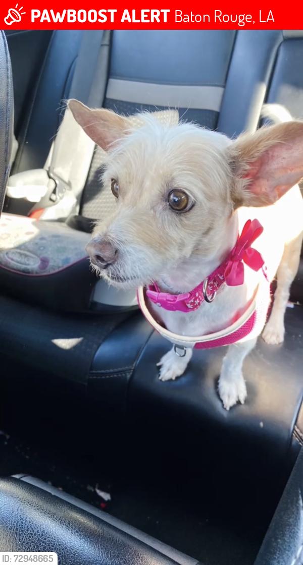Lost Female Dog last seen Monticello neighborhood , Baton Rouge, LA 70814