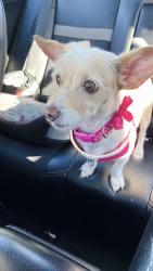 Lost Female Dog last seen Monticello neighborhood , Baton Rouge, LA 70814