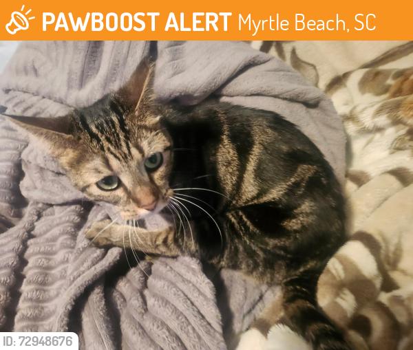 Found/Stray Female Cat last seen Peachtree , Myrtle Beach, SC 29588