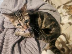 Found/Stray Female Cat last seen Peachtree , Myrtle Beach, SC 29588