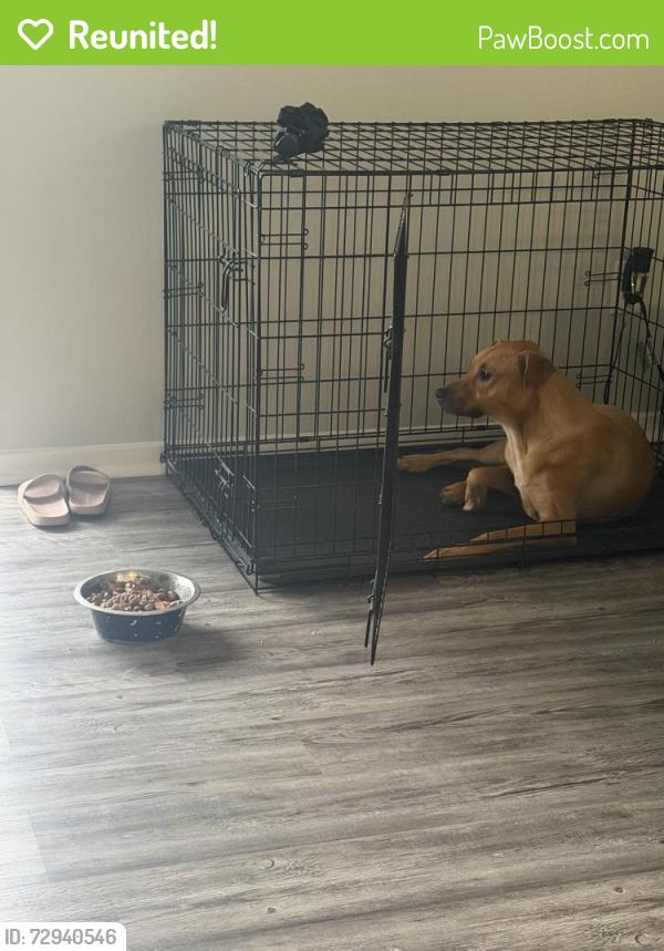Reunited Female Dog last seen Convington pike and Raiegh Lagrange , Memphis, TN 38128