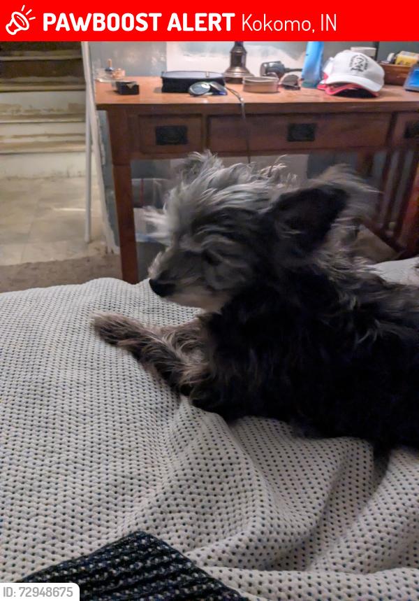 Lost Female Dog last seen Markland and Elizabeth st, Kokomo, IN 46902