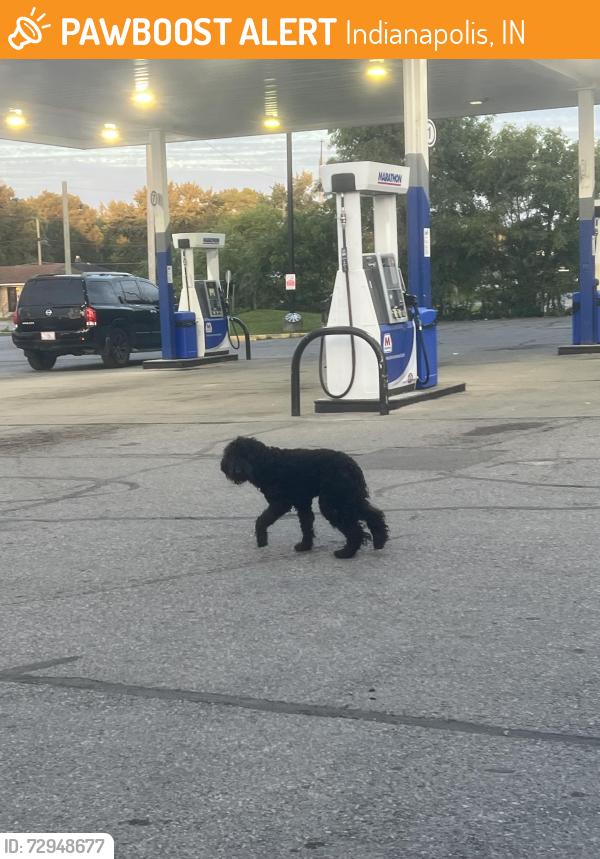 Found/Stray Female Dog last seen Marathon gas station at 30th and Keystone, Indianapolis, IN 46218