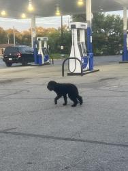 Found/Stray Female Dog last seen Marathon gas station at 30th and Keystone, Indianapolis, IN 46218