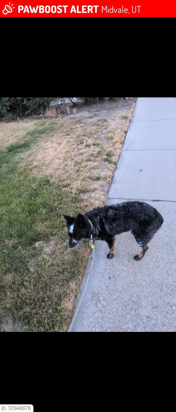 Lost Male Dog last seen Near s Coolidge street midvale, Midvale, UT 84047