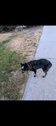 Lost Male Dog last seen Near s Coolidge street midvale, Midvale, UT 84047