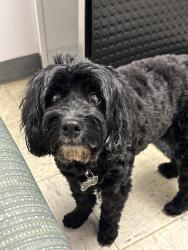 Reunited Female Dog last seen Elmwood and West Ferry, Buffalo, NY 14222