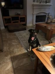 Lost Male Dog last seen 2978/Groonmore, Magnolia, TX 77354