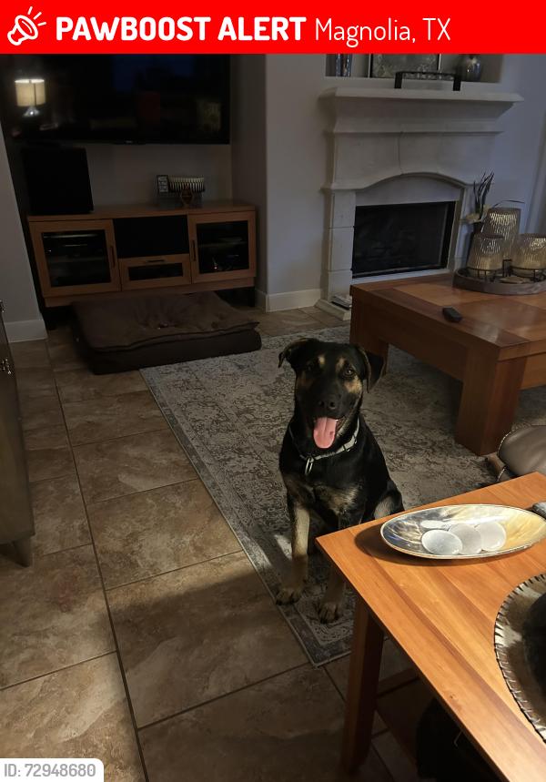 Lost Male Dog last seen 2978/Groonmore, Magnolia, TX 77354