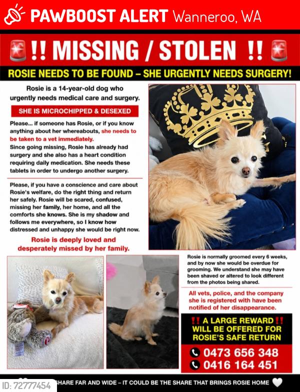 Lost Female Dog last seen Griffiths road, wanneroo, Wanneroo, WA 6065