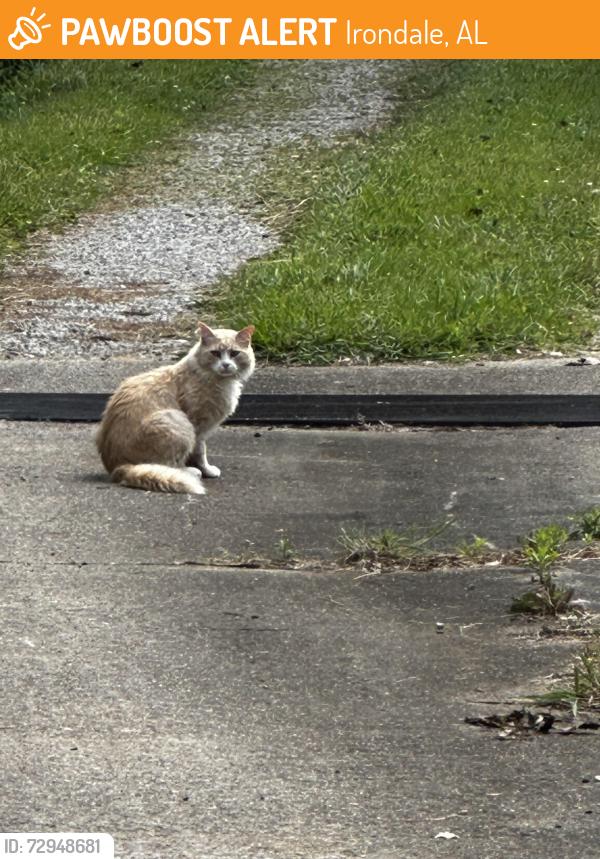 Found/Stray Unknown Cat last seen Woodaire Dr., Irondale, AL 35210