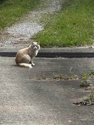Found/Stray Unknown Cat last seen Woodaire Dr., Irondale, AL 35210