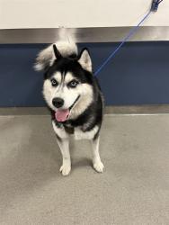 Shelter Stray Male Dog last seen Near BLOCK SW 110 AVE, Doral, FL 33122