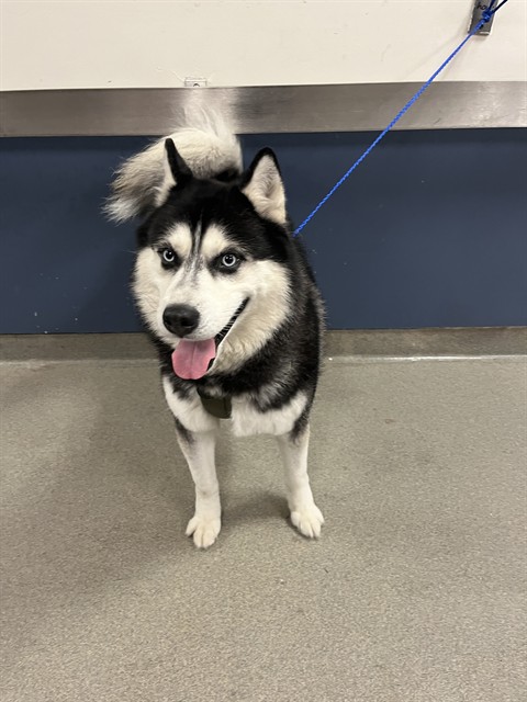 Shelter Stray Male Dog last seen Near BLOCK SW 110 AVE, Doral, FL 33122