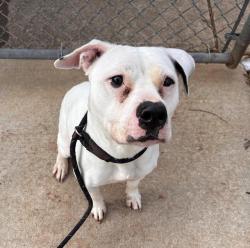 Shelter Stray Female Dog last seen CHARLOTTE, Charlotte, NC 28217