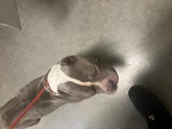 Shelter Stray Male Dog last seen Near BLOCK N HILLSIDE AVE, WICHITA KS 67219, Wichita, KS 67219