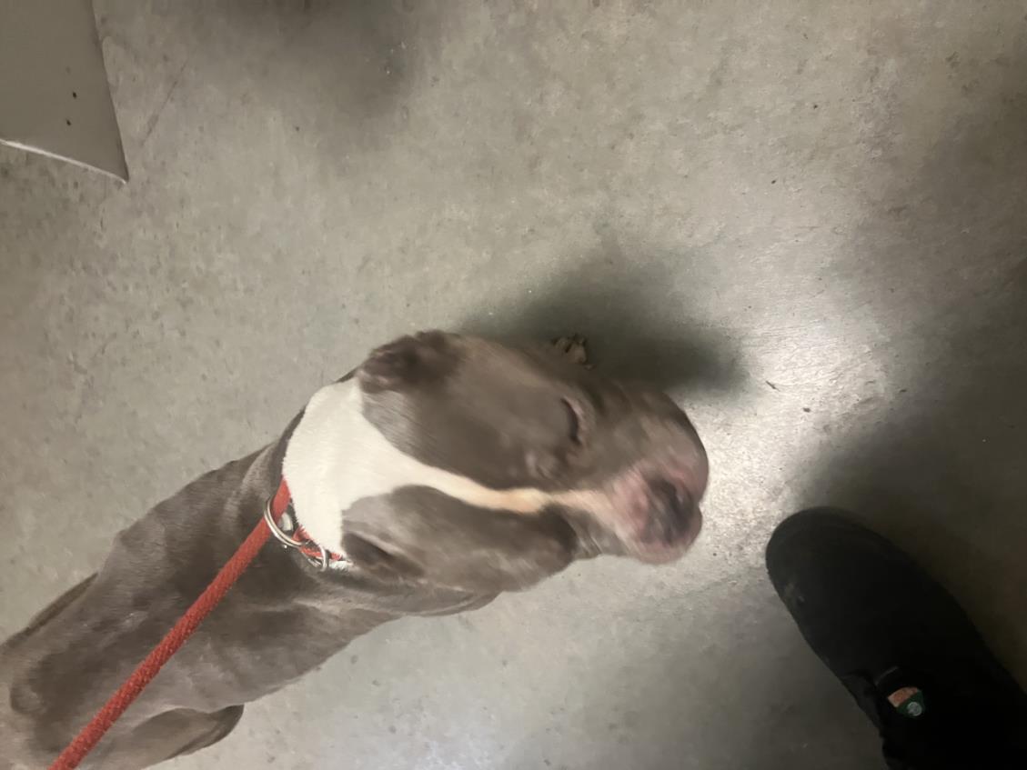 Shelter Stray Male Dog last seen Near BLOCK N HILLSIDE AVE, WICHITA KS 67219, Wichita, KS 67219