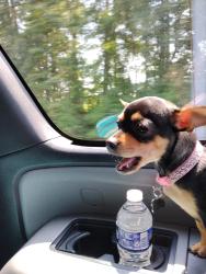Reunited Female Dog last seen Raven glass., Waldorf, MD 20602