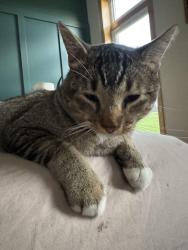 Reunited Male Cat last seen Fenway and 180th , Forest Lake, MN 55025