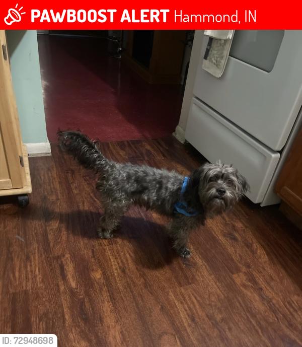 Lost Male Dog last seen douglas street, Hammond, IN 46320
