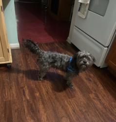 Lost Male Dog last seen douglas street, Hammond, IN 46320