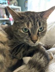 Lost Female Cat last seen Pratt and greenview, Chicago, IL 60626