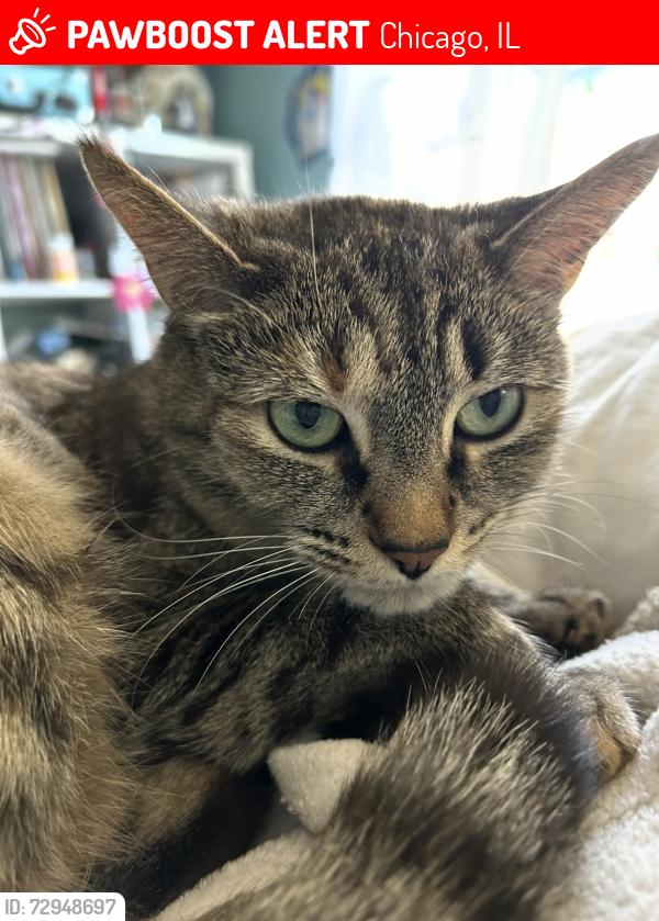 Lost Female Cat last seen Pratt and greenview, Chicago, IL 60626