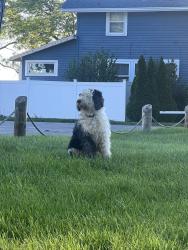 Found/Stray Male Dog last seen Century Park, Lorain, OH 44052