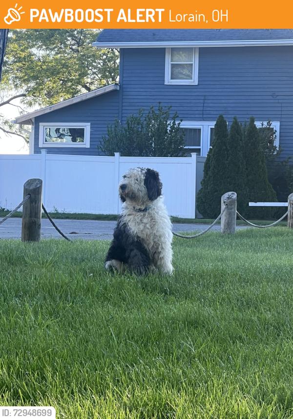 Found/Stray Male Dog last seen Century Park, Lorain, OH 44052