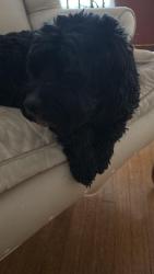 Reunited Female Dog last seen Elmwood, Ashland, Buffalo, NY 14222