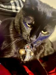 Reunited Male Cat last seen Near N Main St, Cibolo, TX 78108, USA, Cibolo, TX 78108