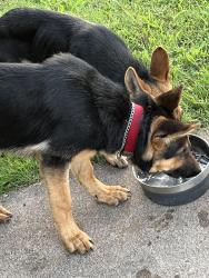 Found/Stray Unknown Dog last seen memorial dr, waco, texas, Waco, TX 76702