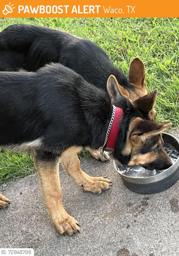Found/Stray Unknown Dog last seen memorial dr, waco, texas, Waco, TX 76702