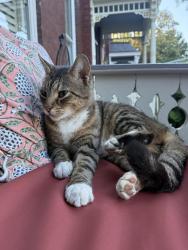 Reunited Unknown Cat last seen Libby Hill Park, Richmond, VA 23223