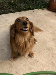Reunited Male Dog last seen McNeel Rd, San Antonio, TX, USA, San Antonio, TX 78201