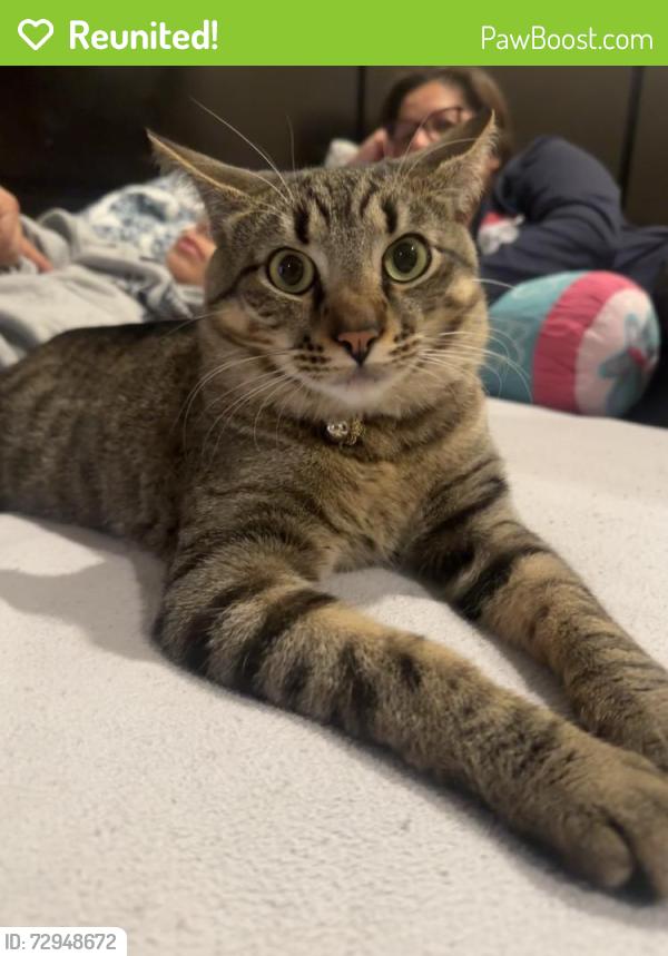 Reunited Male Cat last seen Pho Van Restaurant , Portland, OR 97215