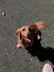 Lost Male Dog last seen Near Joe ward park , San Antonio, TX 78201
