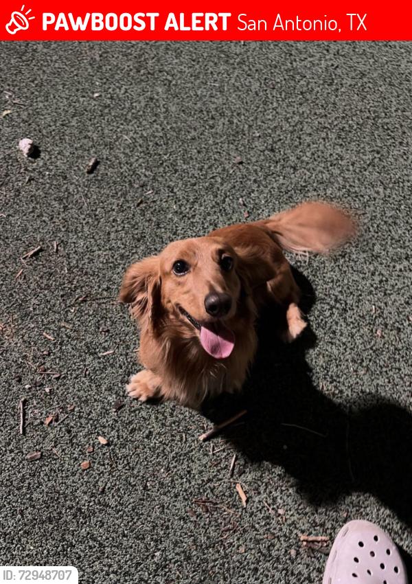 Lost Male Dog last seen Near Joe ward park , San Antonio, TX 78201