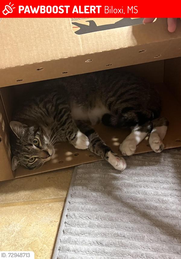 Lost Male Cat last seen Near Biloxi Junior high school , Biloxi, MS 39532