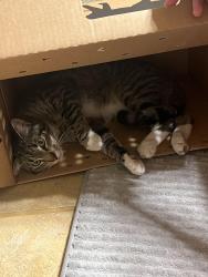 Lost Male Cat last seen Near Biloxi Junior high school , Biloxi, MS 39532