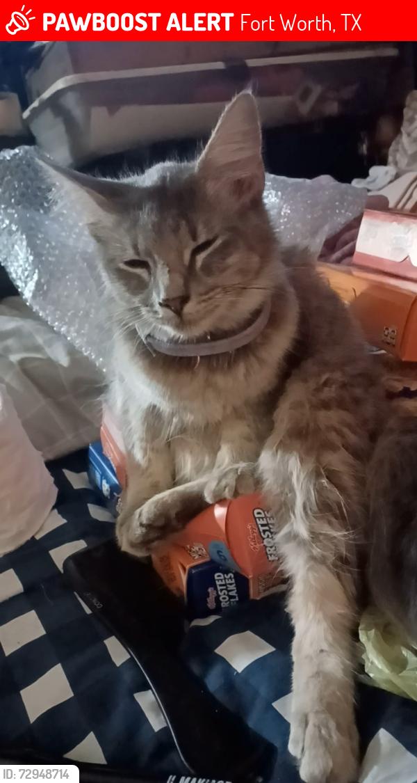 Lost Female Cat last seen Anywhere in Diamond Hill area, Fort Worth, TX 76106
