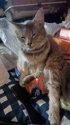 Lost Female Cat last seen Anywhere in Diamond Hill area, Fort Worth, TX 76106