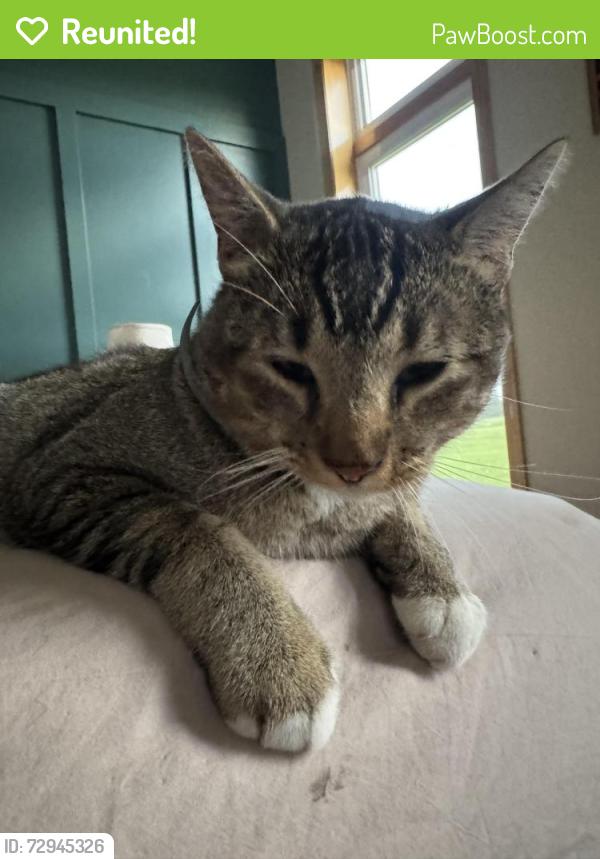 Reunited Male Cat last seen Fenway and 180th , Forest Lake, MN 55025