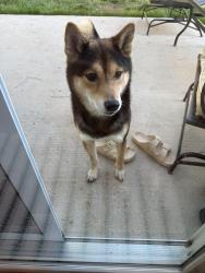 Reunited Male Dog last seen O’Neill overlook neighborhood , Clayton, NC 27520