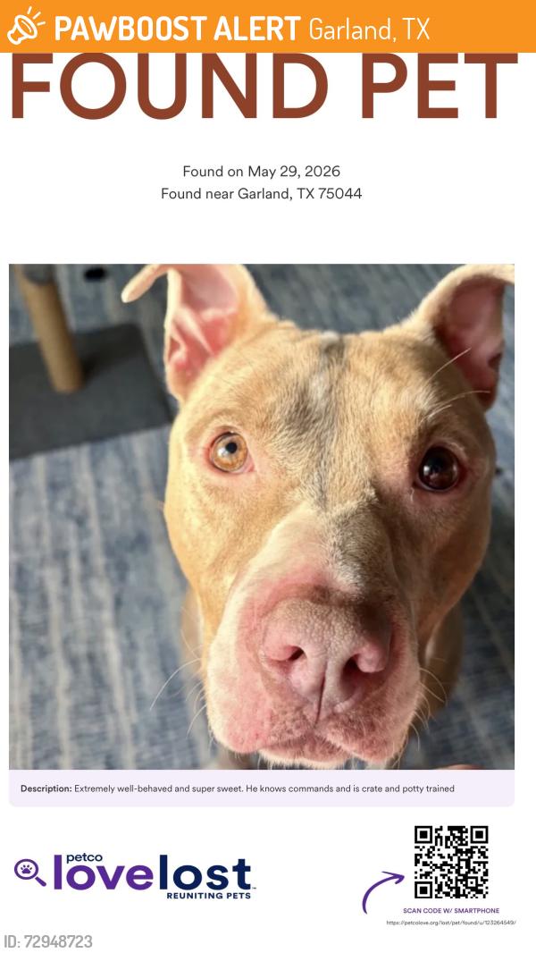 Found/Stray Male Dog last seen Shattuck and Francisco , Garland, TX 75044