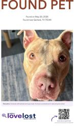 Found/Stray Male Dog last seen Shattuck and Francisco , Garland, TX 75044