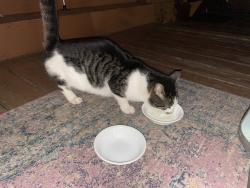 Found/Stray Unknown Cat last seen Snow valley Rd, Durham, NC 27712