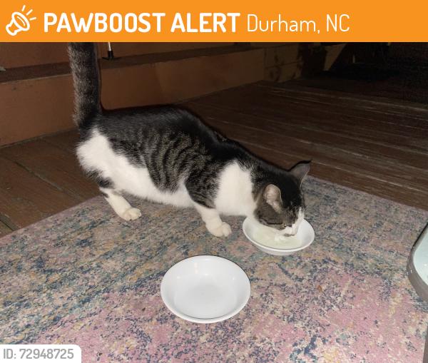 Found/Stray Unknown Cat last seen Snow valley Rd, Durham, NC 27712