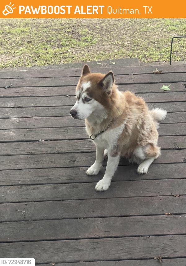 Found/Stray Female Dog last seen County Road 1416, Quitman, TX 75783