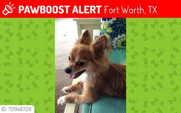 Lost Female Dog last seen Near Nell st Fort Worth tx 76119, Fort Worth, TX 76119